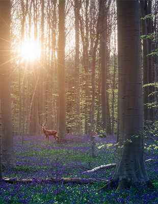 Leveraging business strategies to restore biodiversity in Belgium