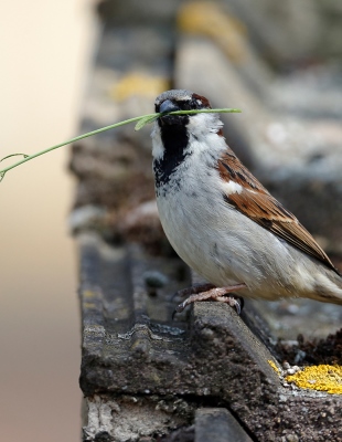 Een mus zittend op een dakrand met een takje in zijn bek.